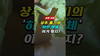 🥬상추 줄기의 '하얀 액체' 이거 뭐지? - 불면증과 두통, 스트레스 해소! #건강 #상추