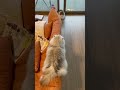 にらめっこ〜猫🐈