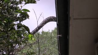 Possum Vs Python