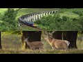 ZSL: Leveraging AI and Cloud Computing for Wildlife Conservation with Network Rail