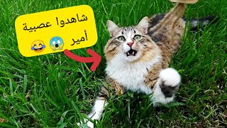 عصبية أمير 🙀 / لحظات ممتعة و مضحكة 😻😹