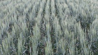 AgweekTV: Cereal crops tour North Dakota