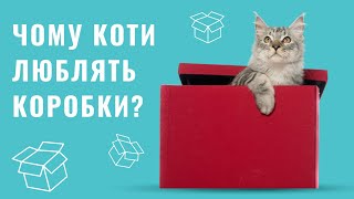 ЧОМУ КОТИ ЛЮБЛЯТЬ КОРОБКИ? | ЧОМУ КІТ СИДИТЬ У КОРОБЦІ?