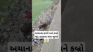 અચાનક કાળો અને કબ્રો ભુંડ હડકાયા થયા જુઓ 😱 #trending #viral #Reels #funny