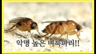 [해충정보] 집안 날파리 벼룩파리 퇴치법과 예방법을 알려드립니다