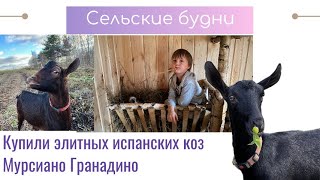 VLOG🔆Спонтанная покупка🔆Элитные испанские козы Мурсиано Гранадина в нашем хозяйстве