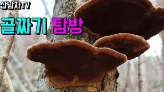 골짜기 탐방 뽕나무 상황버섯 개회상황 쥐똥상황 산남자 약초 버섯 산행 항암 자연 건강 mushroom ~ !