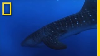 65-Foot Shark | National Geographic