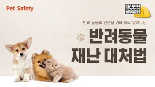 반려동물 재난 대처법, 대한안전교육협회와 알아볼까요? [대한안전교육협회]