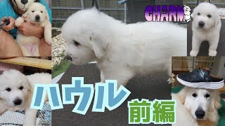 【イーライとナウシカの息子】ハウル紹介動画！前編！【グレートピレニーズ】