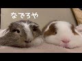 撫でを待つモルモットの圧力　please pet me【guinea pig】