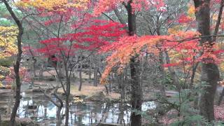 天守閣自然公園 紅葉 (2)  2011/11/19