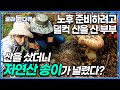 한 번도 안 캐본 송이가 좋다고 덜컥 산부터 사버린 부부! 송이는 못 찾아도 이론은 박사인 남편과 냄새만으로 송이를 찾아내는 아내│가을 송이버섯│한국기행│#골라듄다큐