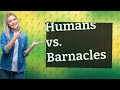 Can humans have barnacles?