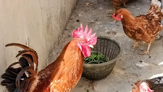 Beautiful Hens With Roosters Enjoying Eating Rice🐓🐔🍚