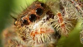 Macro Video of a Phidippus princeps Jumping Spider