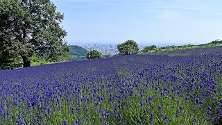 [北海道の自然と風景]ラベンダー咲く夏の札幌4K Lavender blooming summer Sapporo 4Kvideo