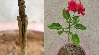 how to graft on hibiscus plant | hibiscus grafting technique @gardening4u11