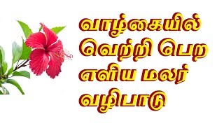 வாழ்கையில் வெற்றி பெற எளிய மலர் வழிபாடு - Sattaimuni Nathar - Siththarkal - Sithargal - Sithar