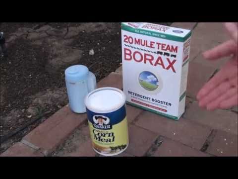 How To Get Rid of Ants Naturally (3 Ways To Kills Ants) How To Get Rid of Ants Naturally (3 Ways To Kills Ants)