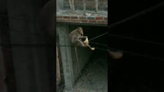 🐒இந்த குரங்கு வாழபழதோழ எப்படி சுறண்டி சாப்புடுது பாருங்கWatch how this monkey eats the banana1234