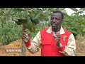 papaya farming in kenya. a story of resilience. papaya empire journey