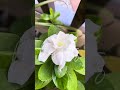 Gardenia Jasminoides   梔子   치자    梔子    naʻu or nānū