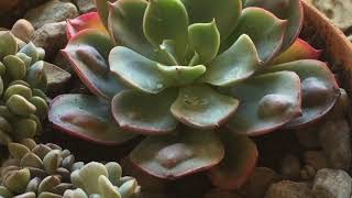 Raindrop Echeveria and Cubic Frost Cristata