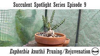 Succulent Spotlight Series Episode 9: Euphorbia knuthii Pruning and Rejuvenation