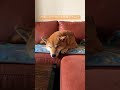 眠くてウトウトしてる柴犬がかわいい dog inu doglover shiba japanesedog dogshorts shibainu 柴犬 shibalife 시바견