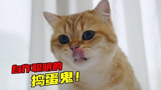 捣蛋鬼小猫咪为了躲避洗澡，竟然组织别人一起躲妈妈？｜猫｜宠物