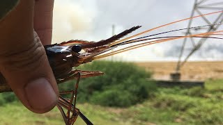 ഈ മീനിന്റെ വാലിൽ പിടിച്ചാൽ വിവരം അറിയും! | Kerala fishing \