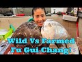 Wild VS Farmed Fu Gui Chang! Which will you choose? (6 Dec 2024 Fri)