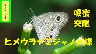 ヒメウラナミジャノメチョウ　吸蜜・交尾