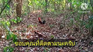 @ต่อไก่ป่า พรานนก#จันท์หอม#ต่อตัวเมียไก่ป่าเข้าไวมากๆ(ไม่ใช่สายร้อง)