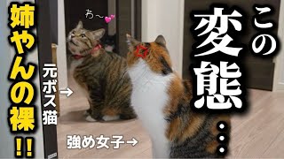 23歳一人暮らし。元ボス猫を家族に迎えたらお風呂を覗きにくる変態になったので被害届を出そうか悩んでいたら強め女子が退治してくれました