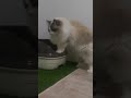 【運動神経悪い猫】なにしてるんですか？【butterバージョン】