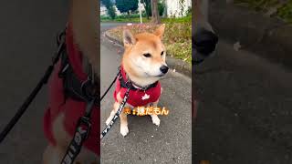 拒否シバむさし#shorts#柴犬#いぬ#日常#散歩