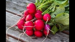 10 Mga Pakinabang ng Kalusugan ng Labanos (10 health benefits of radish.)