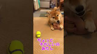 誘惑にも負けず、お姉やんと歯みがきタイムにいそしむ柴犬ちゃこ　#shorts   #柴犬 #犬の歯みがき