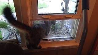 Easy DIY Kitty cat window door access