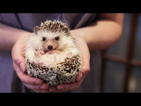 OWNING A PET HEDGEHOG FACTS - UPDATED OWNING A PET HEDGEHOG FACTS - UPDATED
