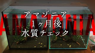 アマゾニア薄敷きで立ち上げ Pt.02  １ヶ月後