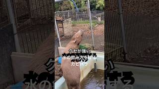 クセが強い水の飲み方をするカピバラ#animals #capybara #shorts