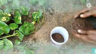 Moneyplant .how to grow money plant in water\u0026Soil.മണ്ണിലും വെള്ളത്തിലും money plant നടുന്നത് എങ്ങനെ?