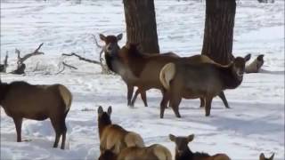 Cirgilcin Kongurey Tuva Turkleri (Nomadic Old Turkish Music)