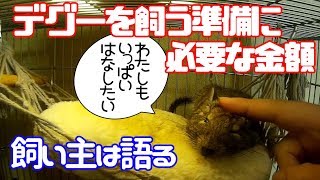 デグーを飼う環境に必要なものと金額について飼い主が語る【デグー成長日記】