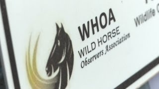 WHOA: Wild horses at risk for slaughter