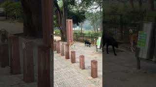 mosco ko 15 dogs ney ghera #dogfight #dogvlog #fighter