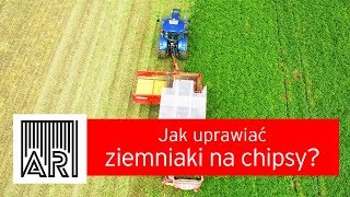 AR #21 / Jak uprawiać ziemniaki na chipsy?